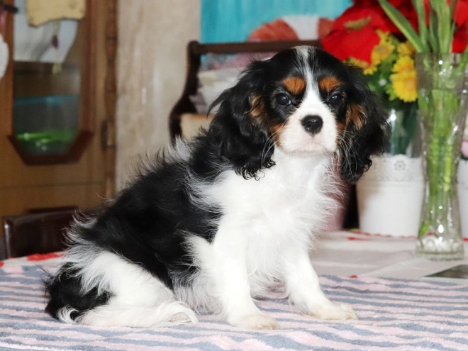 Perros Cavalier King Charles en venta
