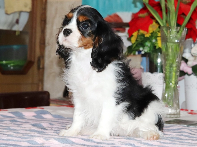 Perros Cavalier King Charles en venta