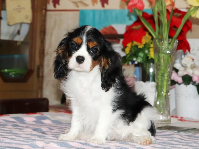 Perros Cavalier King Charles en venta