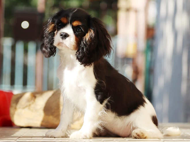 Perros Cavalier King Charles en venta