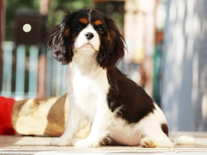 Perros Cavalier King Charles en venta