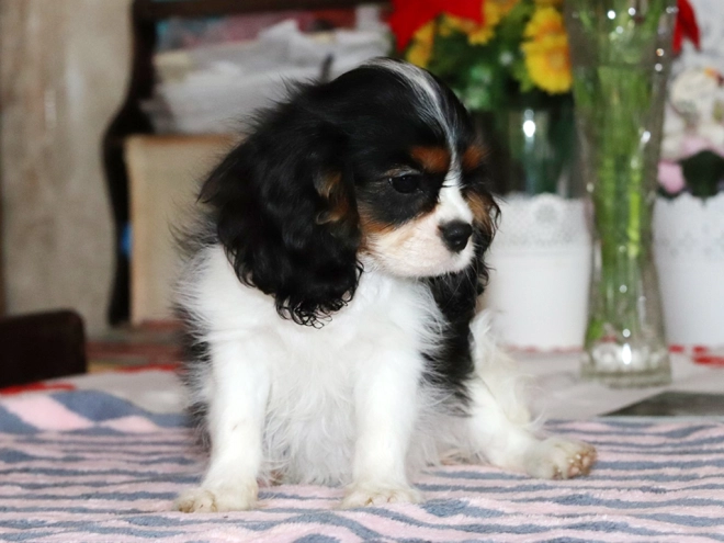 Perros Cavalier King Charles en venta