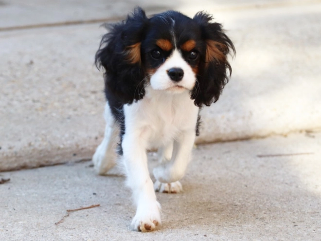 Perros Cavalier King Charles en venta