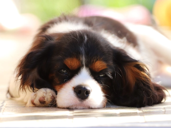 Perros Cavalier King Charles en venta