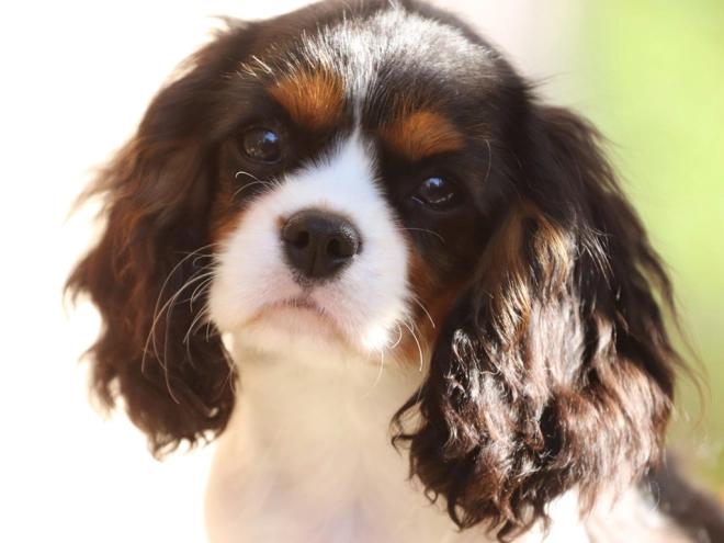 Perros Cavalier King Charles en venta