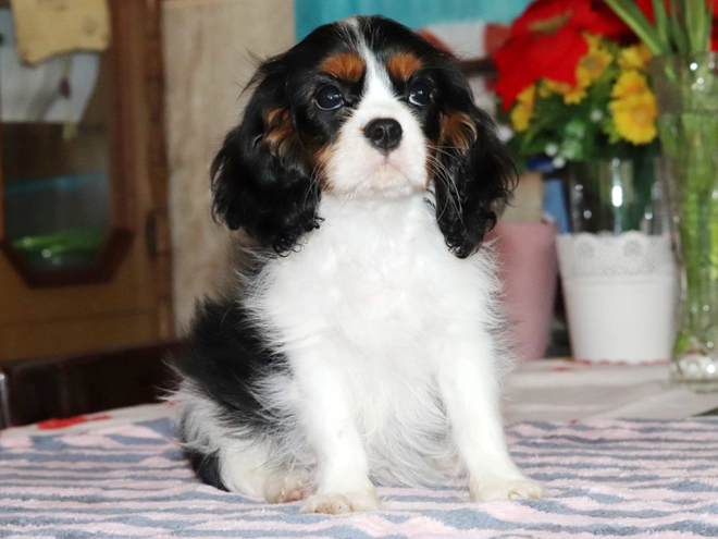 Perros Cavalier King Charles en venta