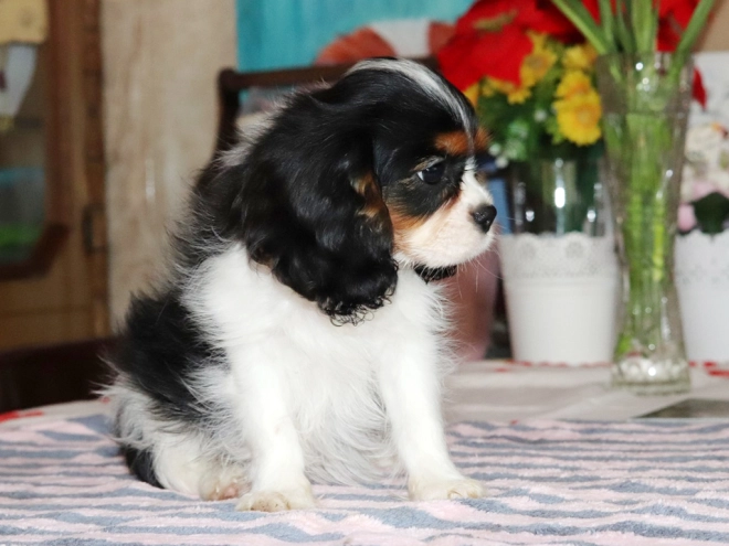 Perros Cavalier King Charles en venta