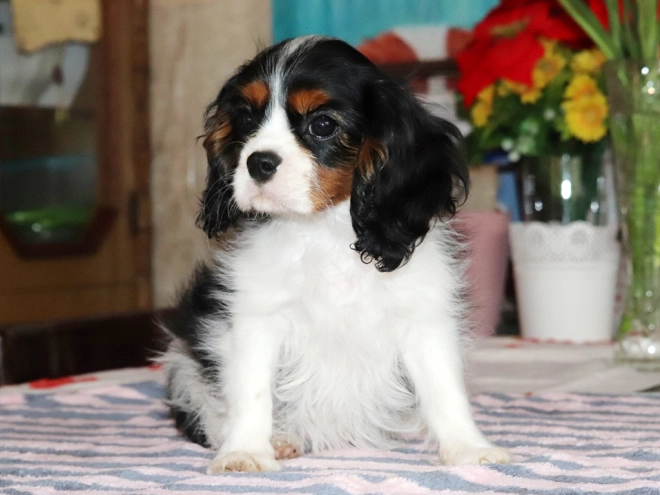Perros Cavalier King Charles en venta