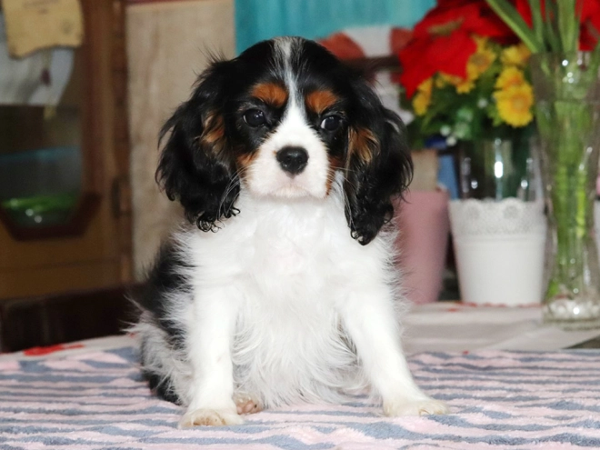 Perros Cavalier King Charles en venta