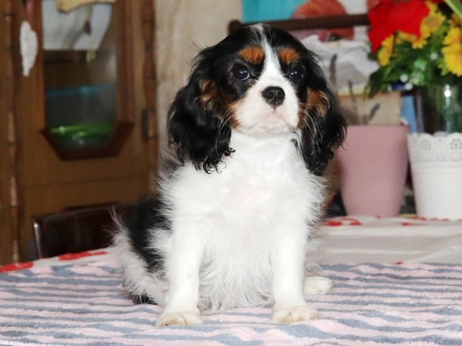 Perros Cavalier King Charles en venta
