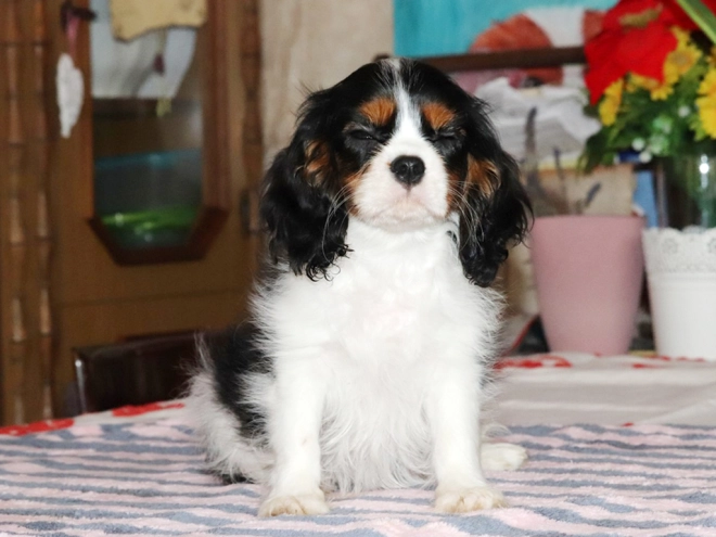 Perros Cavalier King Charles en venta