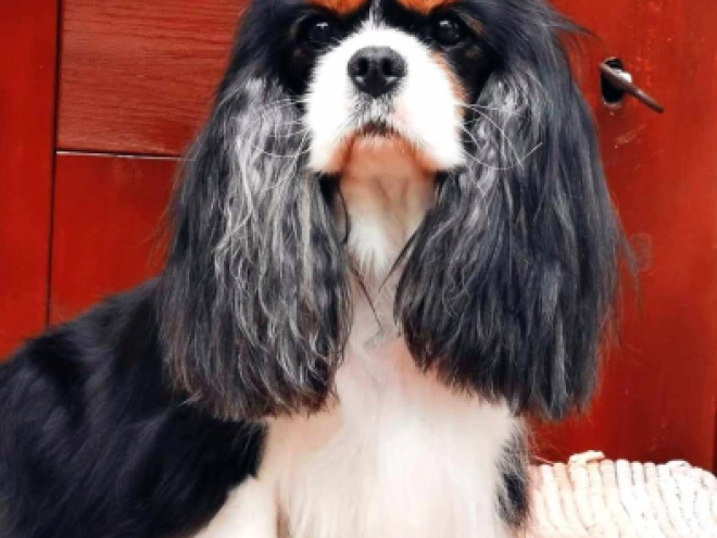 Perros Cavalier King Charles en venta