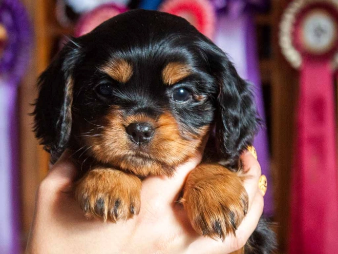 Perros Cavalier King Charles en venta
