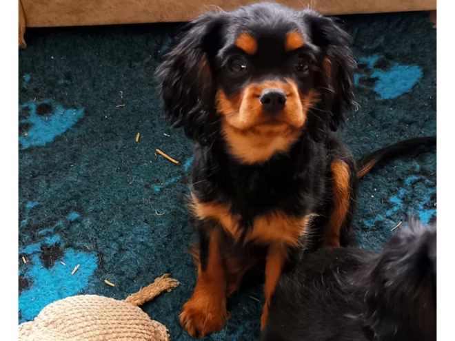 Perros Cavalier King Charles en venta