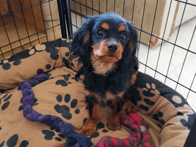 Perros Cavalier King Charles en venta