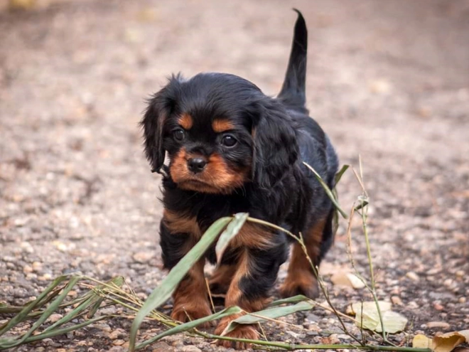 Perros Cavalier King Charles en venta