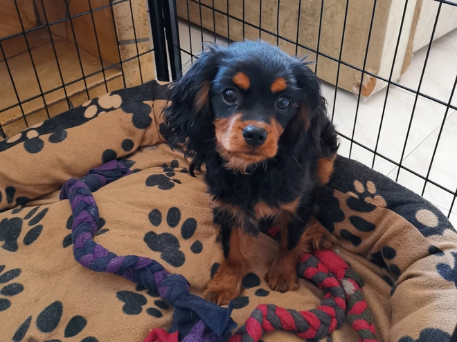 Perros Cavalier King Charles en venta