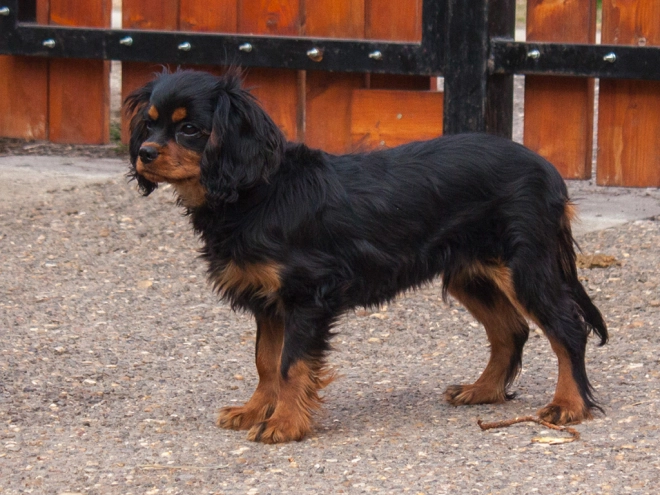 Perros Cavalier King Charles en venta