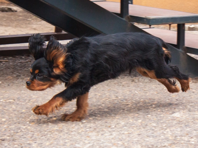 Perros Cavalier King Charles en venta
