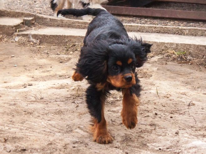 Perros Cavalier King Charles en venta