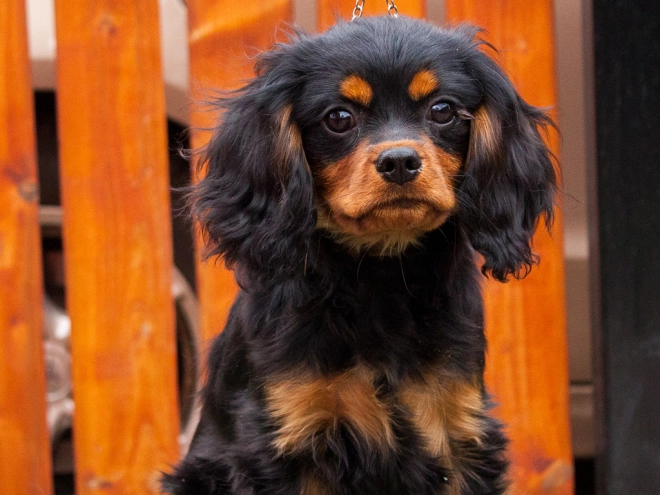 Perros Cavalier King Charles en venta