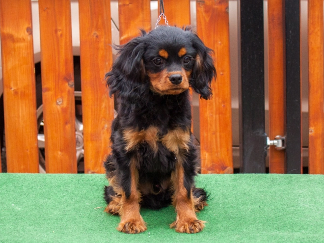 Perros Cavalier King Charles en venta