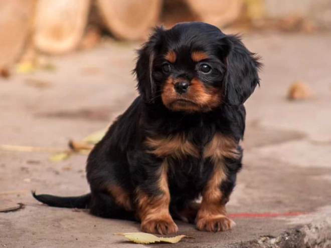 Perros Cavalier King Charles en venta