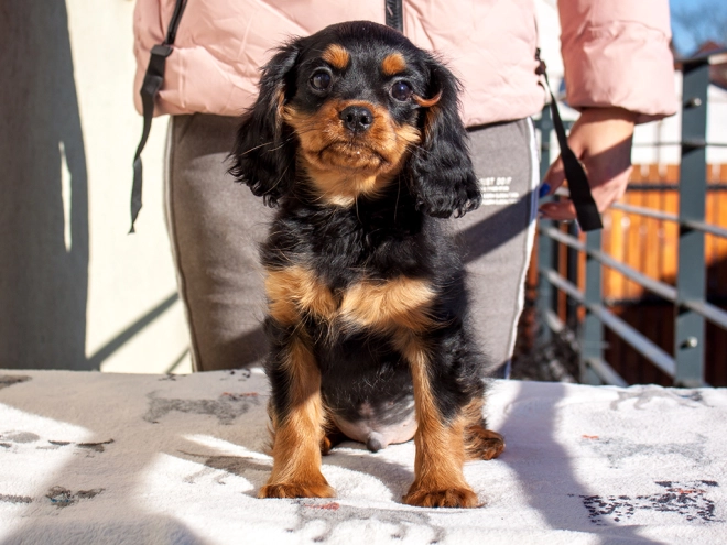 Perros Cavalier King Charles en venta