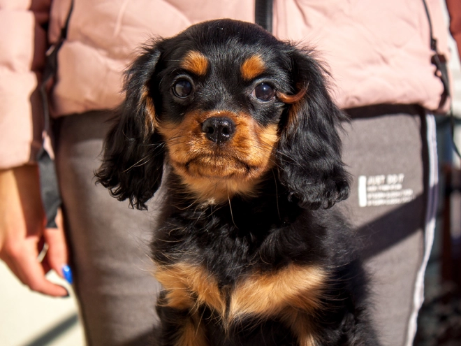 Perros Cavalier King Charles en venta