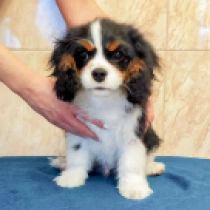 Cavalier King Charles Spaniel puppy for sale