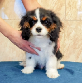 Cavalier King Charles Spaniel Welpe zu verkaufen