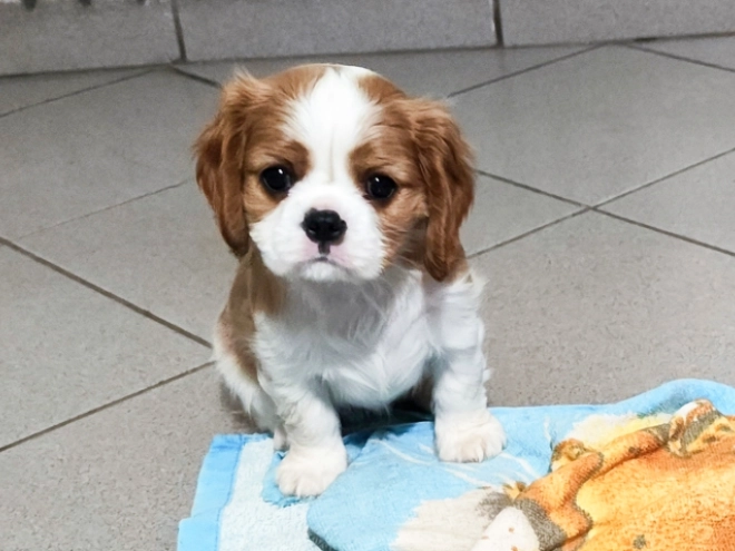 Perros Cavalier King Charles Spaniel en venta