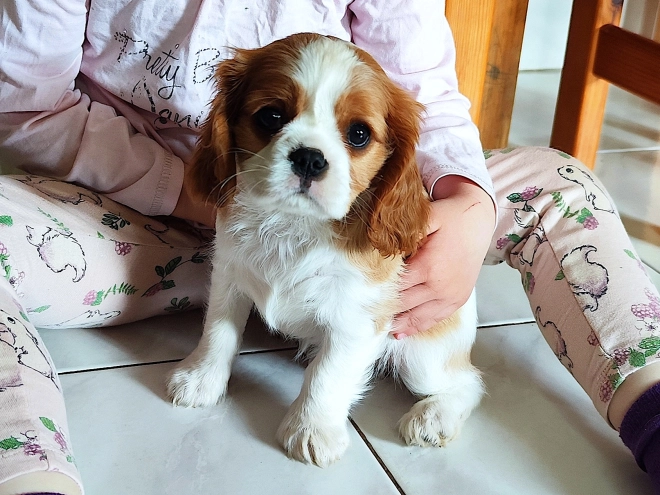 Perros Cavalier King Charles Spaniel en venta