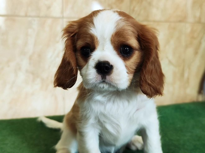 Perros Cavalier King Charles Spaniel en venta