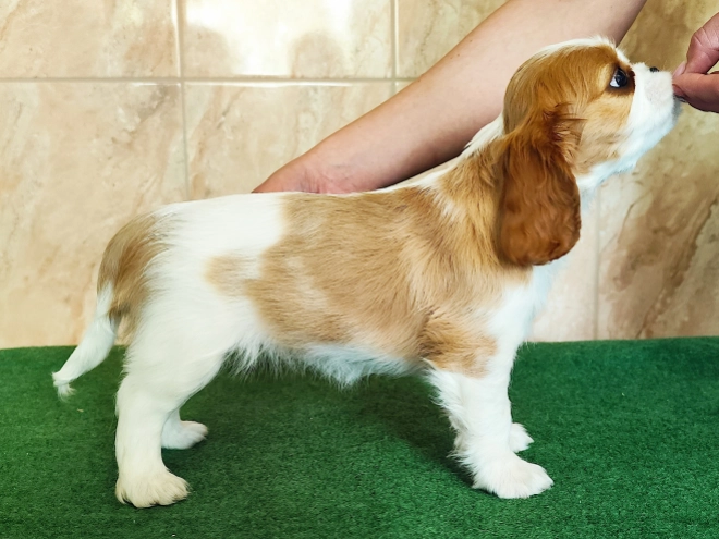Perros Cavalier King Charles Spaniel en venta