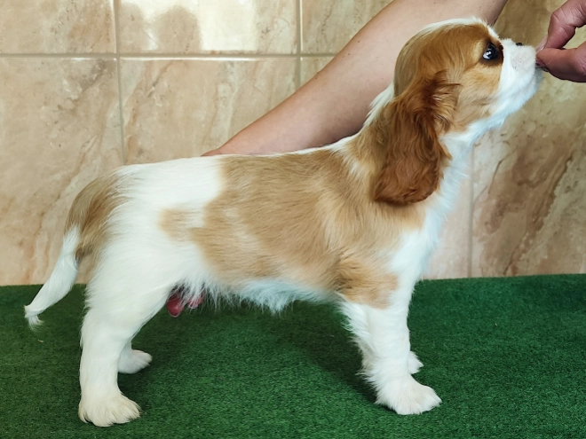 Perros Cavalier King Charles Spaniel en venta