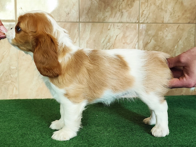Perros Cavalier King Charles Spaniel en venta