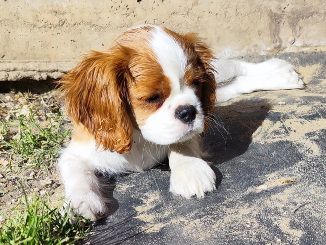 Perros Cavalier King Charles Spaniel en venta