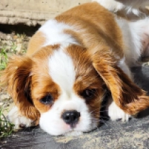 Cutie, blenheim Cavalier King Charles Spaniel for sale