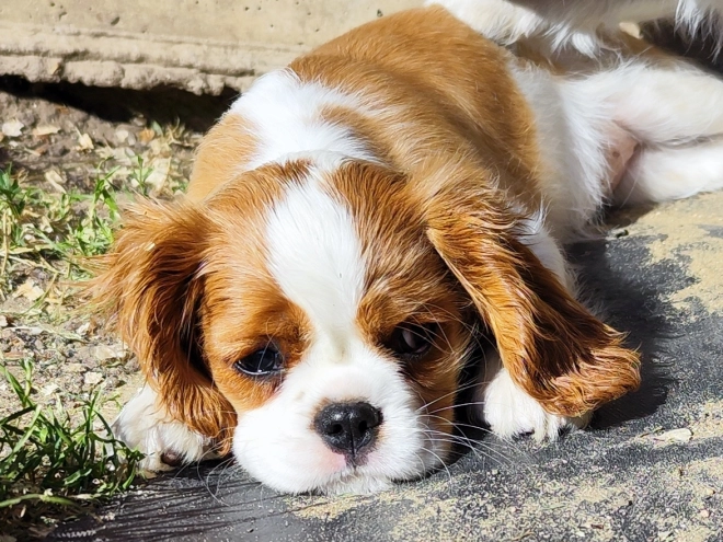 Perros Cavalier King Charles Spaniel en venta