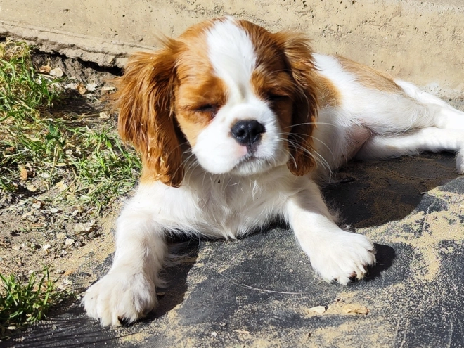 Perros Cavalier King Charles Spaniel en venta