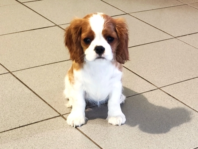 Perros Cavalier King Charles Spaniel en venta