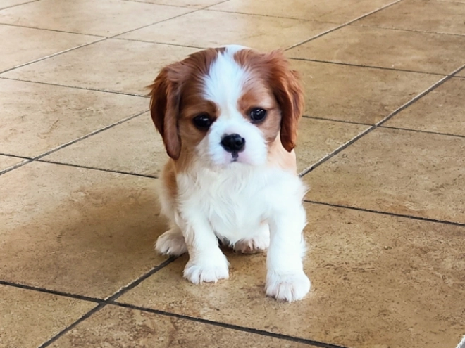 Perros Cavalier King Charles Spaniel en venta