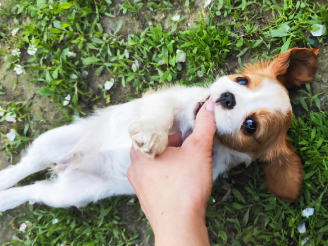 Perros Cavalier King Charles Spaniel en venta