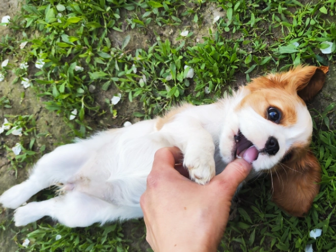 Perros Cavalier King Charles Spaniel en venta