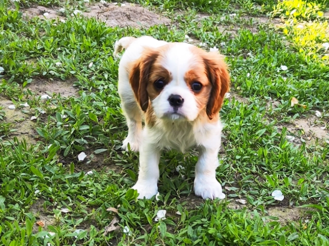 Perros Cavalier King Charles Spaniel en venta