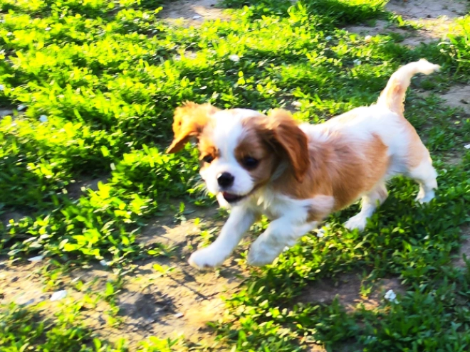 Perros Cavalier King Charles Spaniel en venta