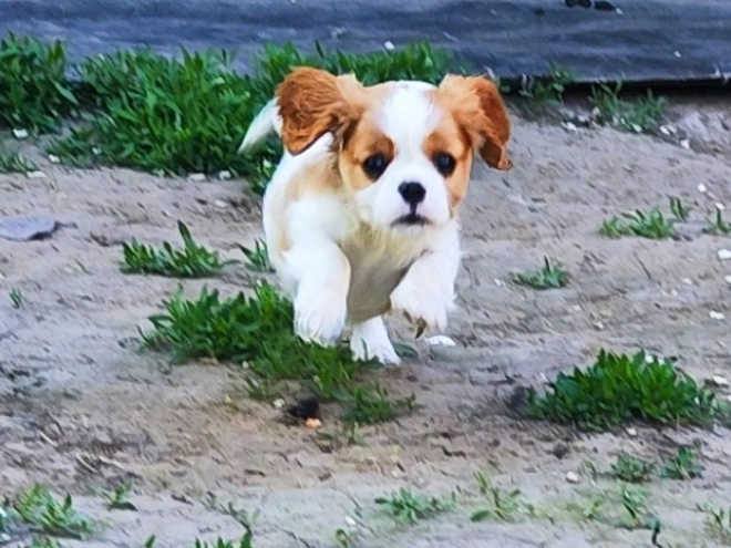 Perros Cavalier King Charles Spaniel en venta