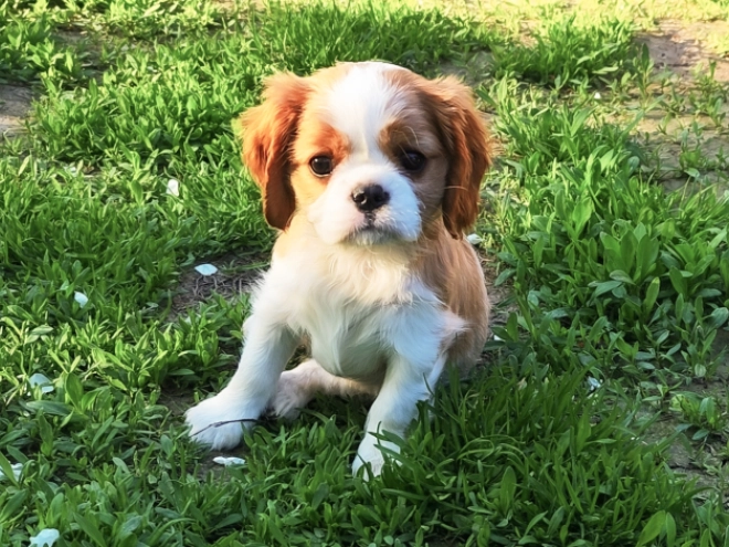 Perros Cavalier King Charles Spaniel en venta