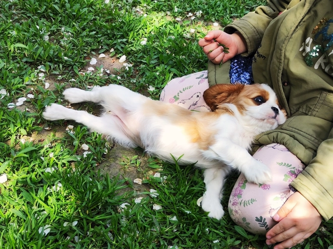 Perros Cavalier King Charles Spaniel en venta